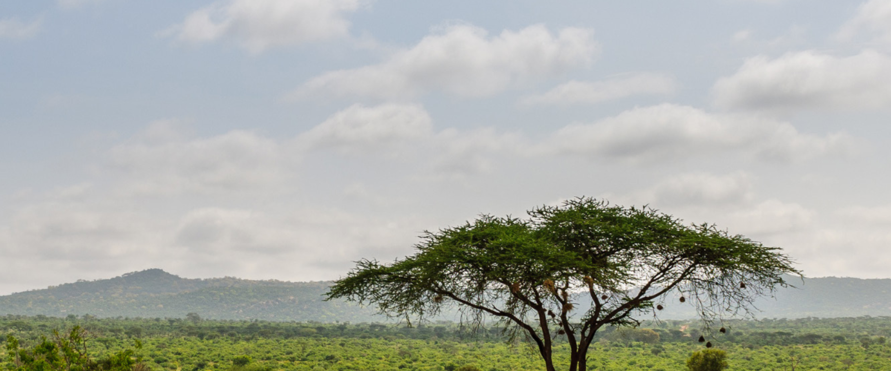 tree-02 tree in plains